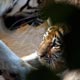 40 красивых фотографий высокого разрешения от National Geographic